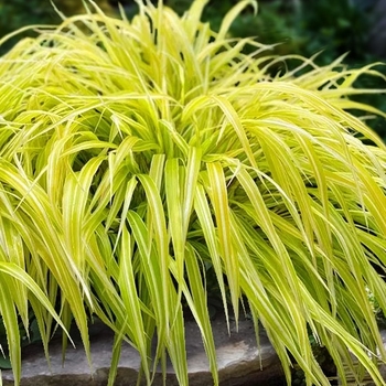 Hakonechloa macra 'Lemon Zest' 