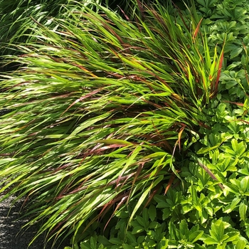 Hakonechloa macra 'Beni-kaze' 
