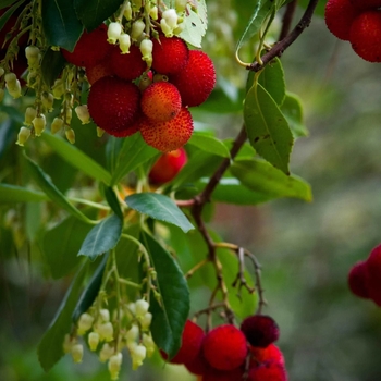 Arbutus 'Marina' 