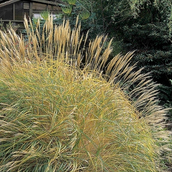 Miscanthus sinensis 'Yaku Jima' 