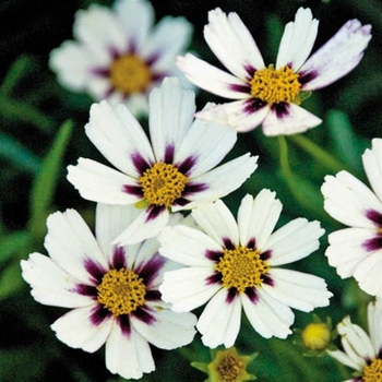 Coreopsis 'Star Cluster' 