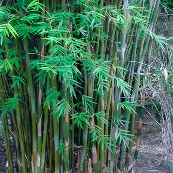 Bambusa textilis var. Gracilis