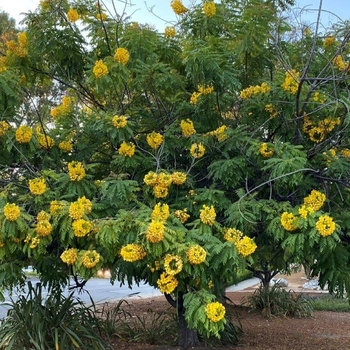 Cassia leptophylla