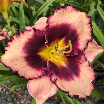 Hemerocallis 'Stormy Sky' 