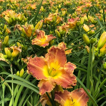 Hemerocallis 'MON7091' 27,701