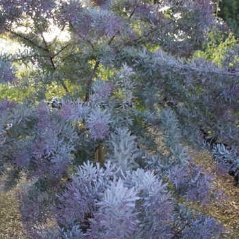 Acacia baileyana 'Purpurea' 