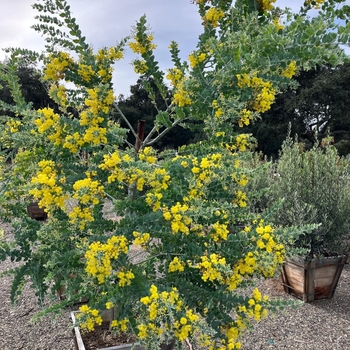 Acacia podalyriifolia