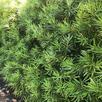 Podocarpus macrophyllus
