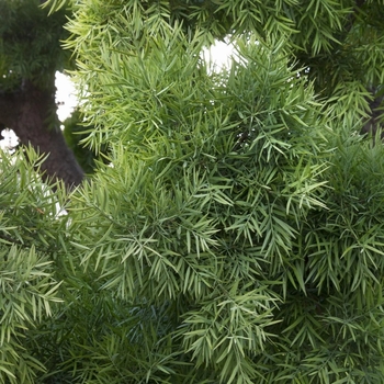 Podocarpus gracilior