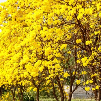 Tabebuia chrysotricha
