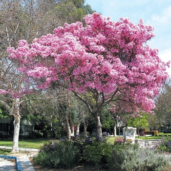 Tabebuia heterophylla