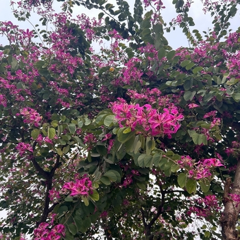 Bauhinia purpurea