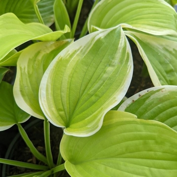 Hosta 'Fragrant Bouquet' 