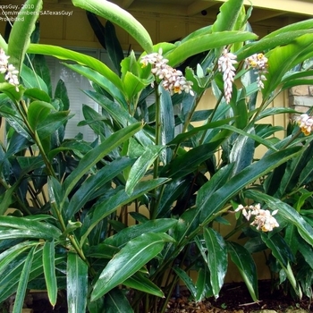 Alpinia zerumbet