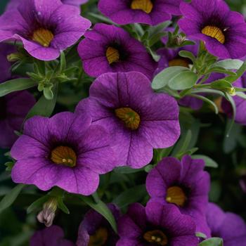 Calibrachoa Calipetite® '' (299693)