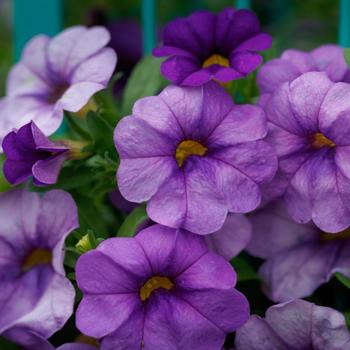 Calibrachoa 