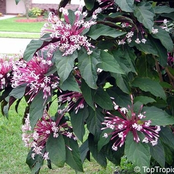 Clerodendrum quadriloculare