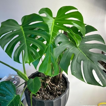 Monstera deliciosa