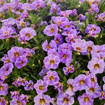 Calibrachoa Calipetite® 'Blue Splash' (299697)