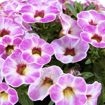 Calibrachoa 'Pink Splash' 