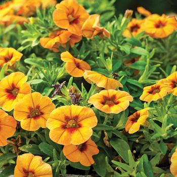 Calibrachoa 