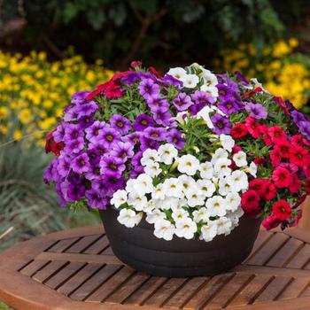 Calibrachoa 'Sparkler Mix' 