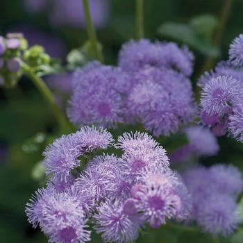 Ageratum houstonianum 'Blue Horizon'