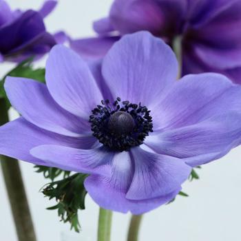 Anemone coronaria 'Gemstone Blue'