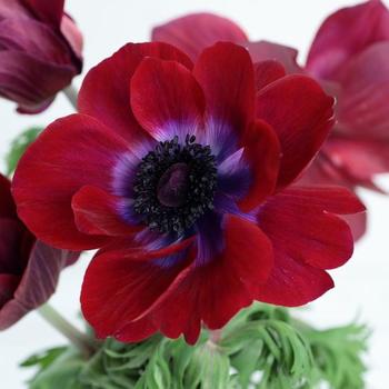 Anemone coronaria 'Gemstone Chocolate'