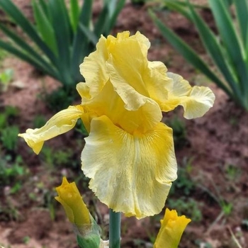 Iris germanica 'Pleasant Peasant' 