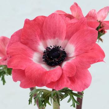 Anemone coronaria 'Gemstone Pink'