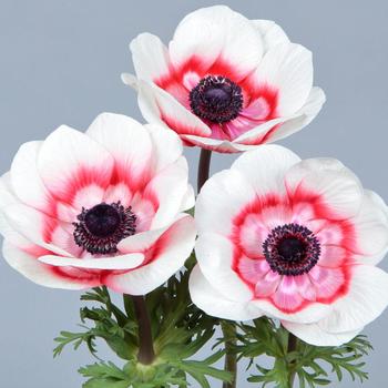 Anemone coronaria 'Gemstone Red Bicolor'
