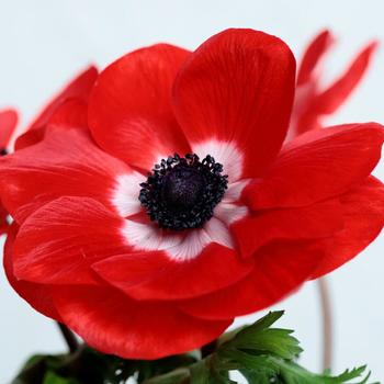 Anemone coronaria 'Gemstone Scarlet'