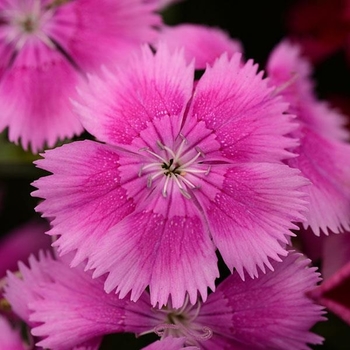 Dianthus chinensis x barbatus
