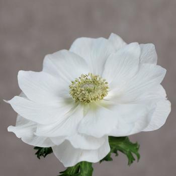 Anemone coronaria 'Gemstone White'