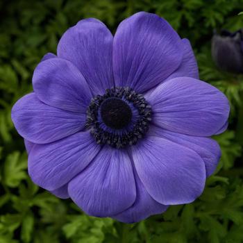 Anemone coronaria 'Harmony Blue'