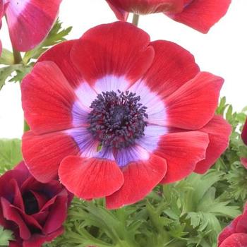 Anemone coronaria 'Harmony Burgundy'