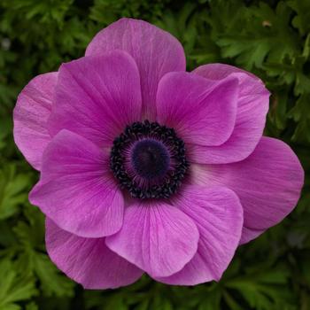 Anemone coronaria 'Harmony Orchid'