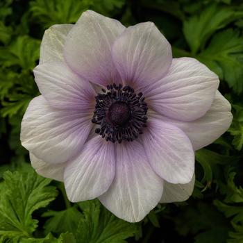 Anemone coronaria 'Harmony Pearl'