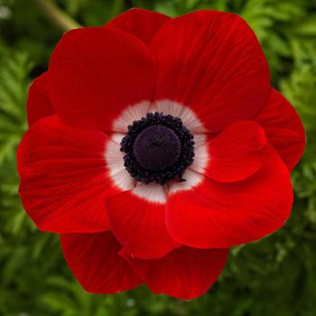 Anemone coronaria 'Harmony Scarlet'