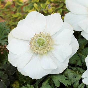 Anemone coronaria 'Harmony White'
