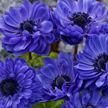 Anemone coronaria 'Harmony Double Blue'