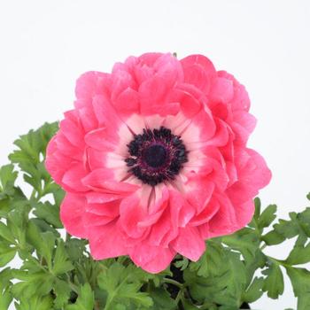 Anemone coronaria 'Harmony Double Pink'