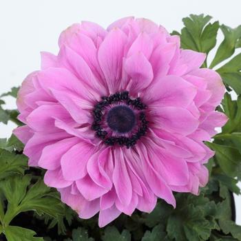 Anemone coronaria 'Harmony Double Rose'