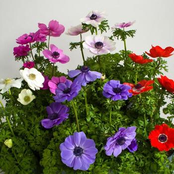 Anemone coronaria 'Harmony Mix'