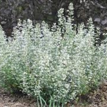 Calamintha nepeta ssp. glandulosa 'White Cloud' 