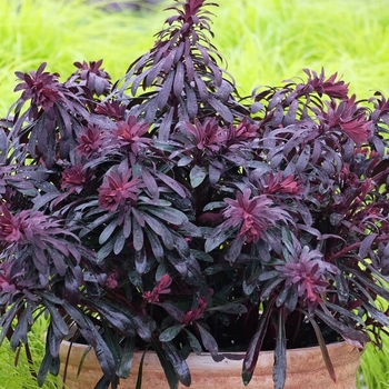 Euphorbia 'Miner's Merlot' 