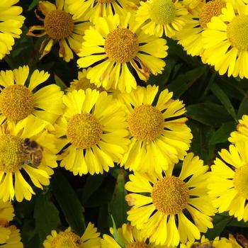Helenium autumnale 'Sombrero' PP20751P3