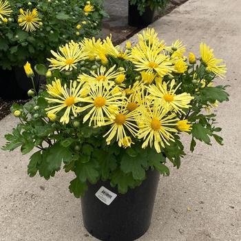 Chrysanthemum x morifolium 'Yellow Quill' PP20,313