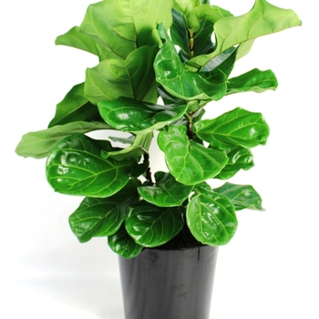 Ficus lyrata